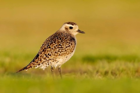 American Golden Plover (Pluvialis dominica), Alaska, USA