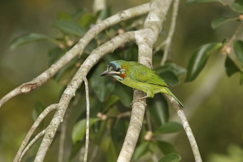 Moustached Barbet (Psilopogon incognitus), Khao Yai, Thailand