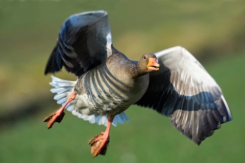 Graugans (Anser anser) Greylag Goose