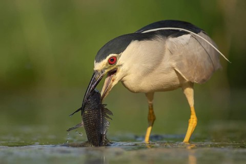Black-crowned Night Heron (Nycticorax nycticorax) with fish prey in beak, Pusztaszer, Hungary