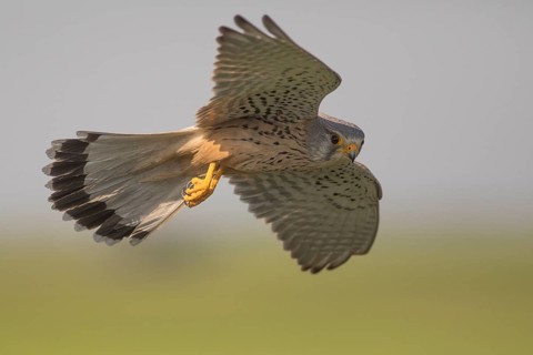 Common Kestrel (Falco tinnunculus) male flying, Subotica, Serbia