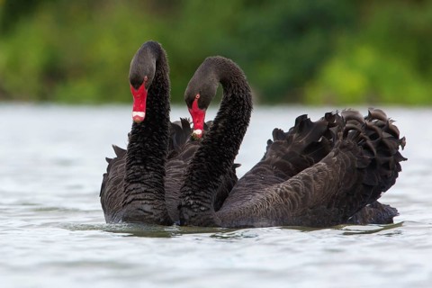 Black Swan (Cygnus atratus) pair displaying, Victoria, Australia