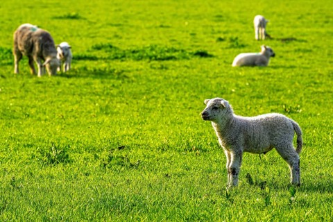Sheep and farm in Lake District National Park, Coniston Water, Cumbria, England, United Kingdom