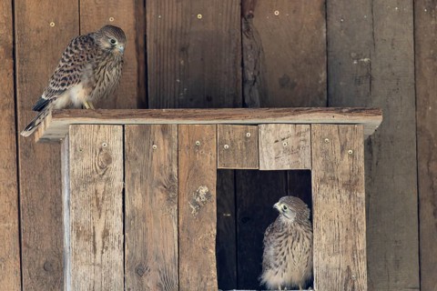 Kestrel (Falco tinnunculus) young bird already able to fly looking at its sibling, village in