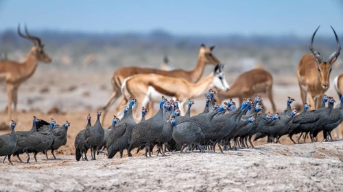 Helmeted guinea fowl (Numida meleagris), flock at the waterhole, Nxai Pan National Park, Botswana