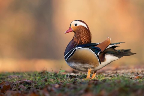 On land... Mandarin duck (Aix galericulata) colourful male, drake, conspicuous, very pretty duck