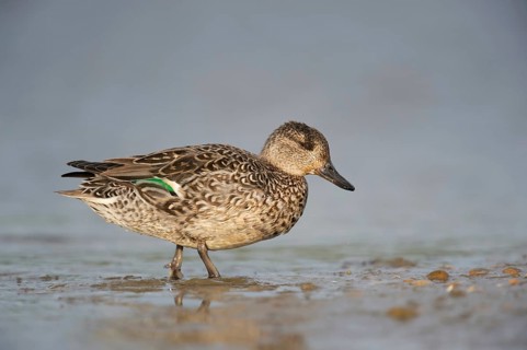 Europe's smallest duck... Teal (Anas crecca), female leaves the water, runs ashore, detailed side