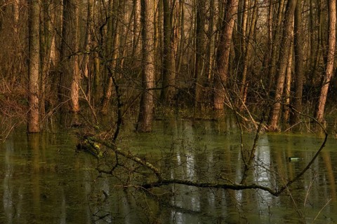 At high water levels... near-natural marshy forest, alluvial forest with alders, poplars, ash trees