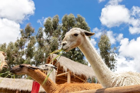 Alpaca and Llama Farm, near Cusco, Peru