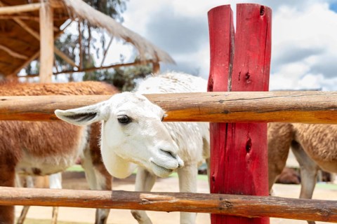Alpaca and Llama Farm, near Cusco, Peru