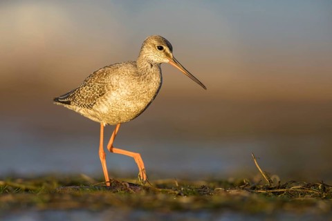 Spotted Redshank (Tringa erythropus) foraging, Poland