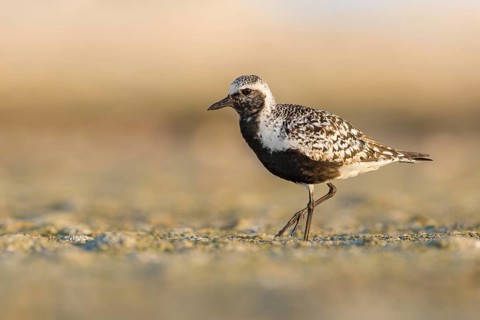 Grey Plover (Pluvialis squatarola), Poland