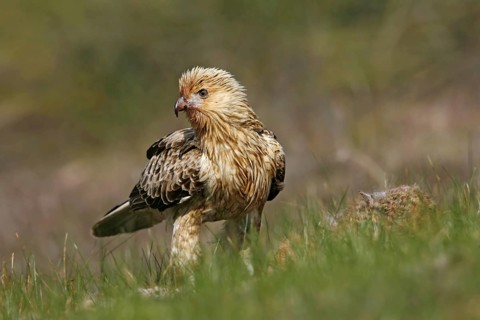 Whistling Kite (Haliastur sphenurus), Victoria, Australia