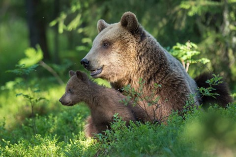 Eurasian Brown Bear (Ursus arctos) mother with cubs in forest, Finland