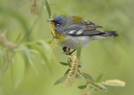 Northern Parula (Setophaga americana), Texas, USA