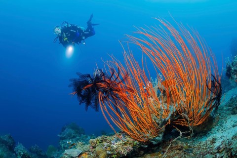 Rutengorgonie, Ellisella ceratophyta Red Whip Coral, Ellisella ceratophyta