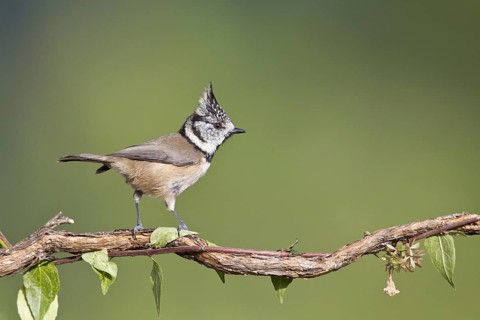 European Crested Tit (Lophophanes cristatus), Portugal