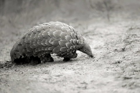Cape Pangolin (Smutsia temminckii) close-up, Limpopo, South Africa