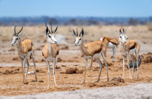 Springbok (Antidorcas marsupialis), four animals standing in a row, Nxai Pan National Park,