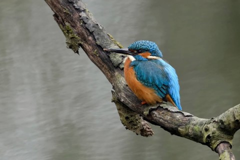 Breeding preparations... Kingfisher (Alcedo atthis) with remains of soil on its beak from digging