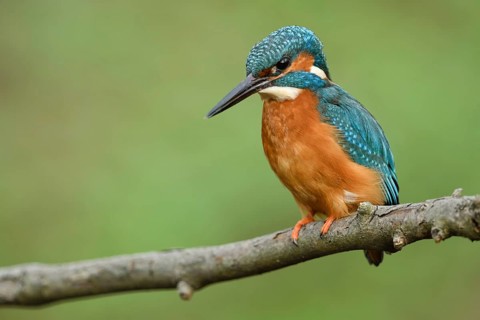 On the hunt... Kingfisher (Alcedo atthis), male adult bird looking down from his perch at the water