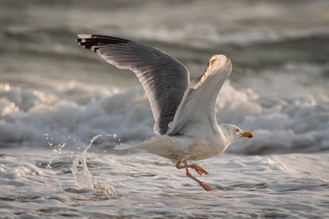 Great black-backed gull (Larus argentatus) in the surf looking for starfish, Hvide Sande, North