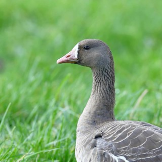 White-fronted goose (Anser albifrons), standing in a meadow in the wintering area, animal portrait,