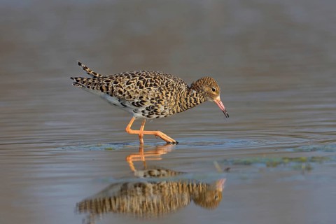 Kampfläufer (Philomachus pugnax) Ruff, male