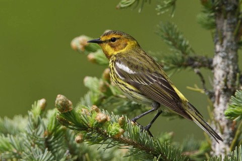 Cape May Warbler (Setophaga tigrina), Manitoba, Canada