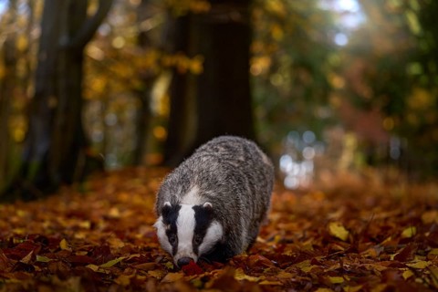 Autumn forest wildlife. Badger in the wild nature. Hidden in bushes of cranberries. Nice wood in