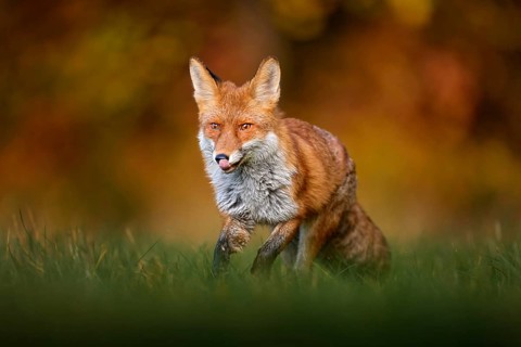 Autumn wildlife. red fox running on orange autumn leaves. Cute Red Fox, Vulpes vulpes in fall