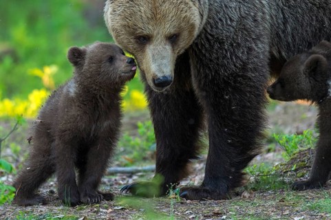 Eurasian Brown Bear (Ursus arctos) mother with cubs in forest, Finland
