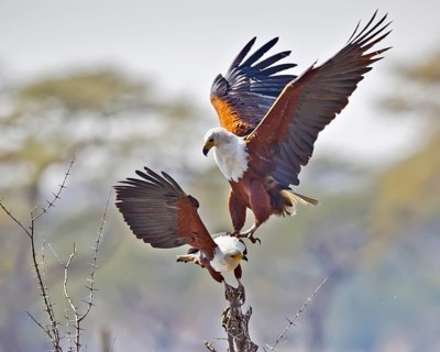 African Fish Eagle (Haliaeetus vocifer) landing, Chobe, Botswana