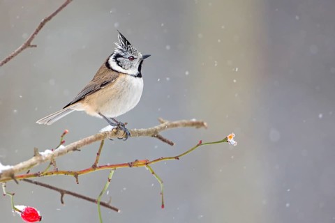 European Crested Tit (Lophophanes cristatus), Saxony-Anhalt, Germany