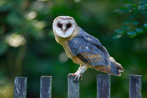Barn owl sitting on wooden fence with dark green background, bird in habitat, Czech republic,