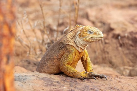 Drusenkopf (Conolophus subcristatus), Santa Cruz, Galapagos, Ecuador
