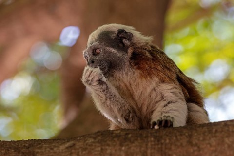 White-footed tamarin (Saguinus leucopus), Cartagena, Colombia