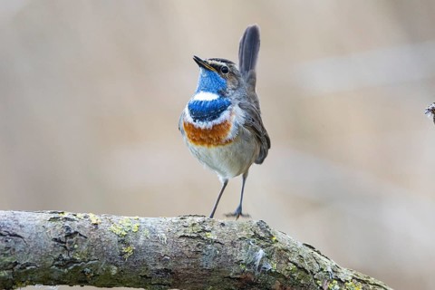 Bluethroat (Luscinia svecica cyanecula) ml Germany