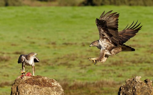 Bonelli's eagle (Aquila fasciata), pair, fighting for food, Andalusia Spain
