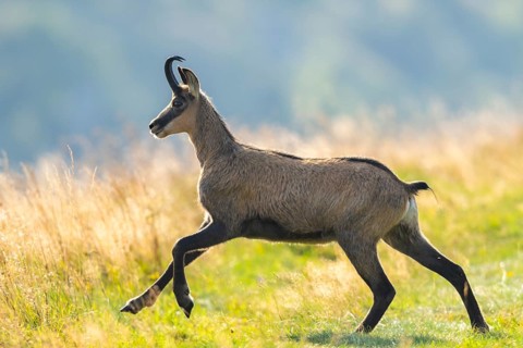 Chamois (Rupicapra rupicapra) on a meadow in the Vosges Mountains, wildlife, France