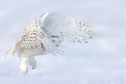 Snowy Owl (Bubo scandiacus) female flying, Quebec, Canada