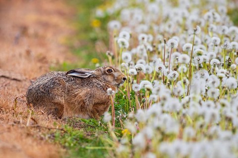 Feldhase (Lepus europaeus) sitzt in Wiese aus Löwenzahn (Taraxacum officinale), Schleswig-Holstein,