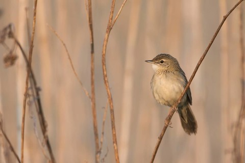 Common Grasshopper Warbler - Feldschwirl - Locustella naevia ssp. straminea, Russia