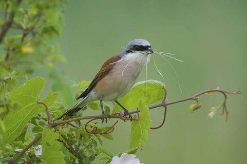 Neuntoeter (Lanius collurio) Red-backed Shrike