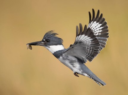 Belted Kingfisher (Megaceryle alcyon) male flying, Florida, USA