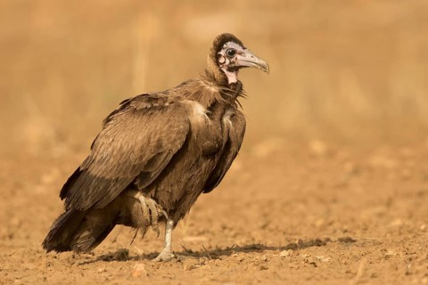 Hooded Vulture (Necrosyrtes monachus) juvenile, Gambia