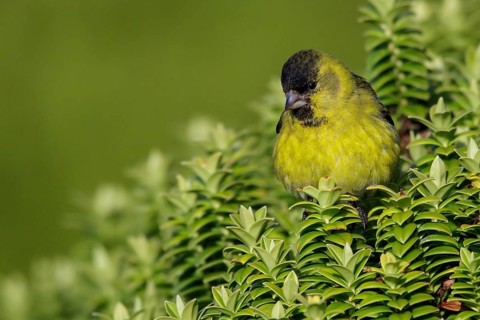 Black-chinned Siskin Spinus barbatus perched on a bush in the Falkland Islands