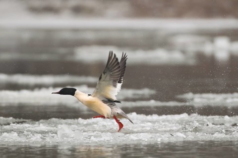 Common Merganser (Mergus merganser) male flying, Baden-Wuerttemberg, Germany