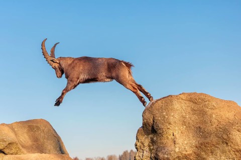 A male ibex (Capra ibex) leaps from rock to rock in the warm evening light. A blue sky can be seen