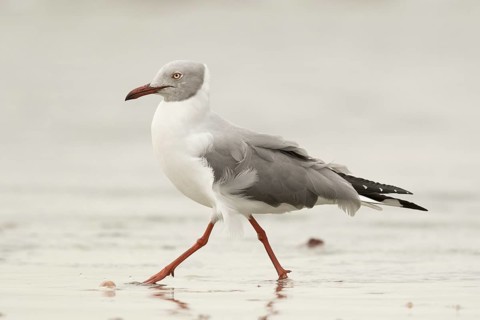 Grey-headed Gull (Chroicocephalus cirrocephalus), Gambia
